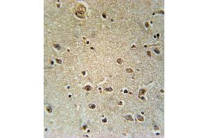 TXTP Antibody (Center) (ABIN651680 and ABIN2840357) immunohistochemistry analysis in formalin fixed and paraffin embedded human brain tissue followed by peroxidase conjugation of the secondary antibody and DAB staining. (TXTP 抗体  (AA 142-170))