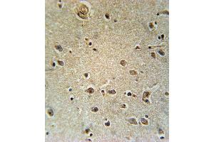 TXTP Antibody (Center) (ABIN651680 and ABIN2840357) immunohistochemistry analysis in formalin fixed and paraffin embedded human brain tissue followed by peroxidase conjugation of the secondary antibody and DAB staining. (TXTP 抗体  (AA 142-170))