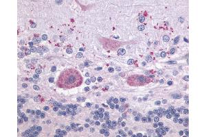 Anti-LPAR4 / GPR23 antibody IHC of human brain, cerebellum. (LPAR4 抗体  (Cytoplasmic Domain))