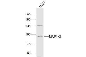 U937 lysates probed with MAP4K1 Polyclonal Antibody, Unconjugated  at 1:300 dilution and 4˚C overnight incubation. (MAP4K1 抗体  (AA 231-330))