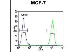 CCNT1 Antibody (Center) (ABIN654626 and ABIN2844323) flow cytometric analysis of MCF-7 cells (right histogram) compared to a negative control cell (left histogram). (Cyclin T1 抗体  (AA 253-281))