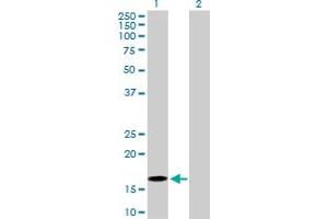 Western Blot analysis of BATF expression in transfected 293T cell line by BATF MaxPab polyclonal antibody. (BATF 抗体  (AA 1-125))