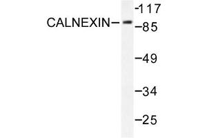 Image no. 2 for anti-Calnexin (CANX) antibody (ABIN271924) (Calnexin 抗体)