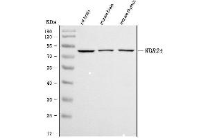 anti-WD Repeat Domain 24 (WDR24) (AA 309-762) antibody