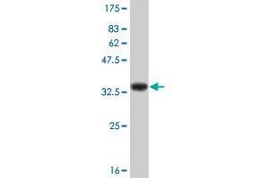 Western Blot detection against Immunogen (31. (IL-8 抗体  (AA 21-99))