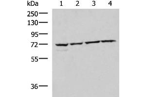 Western blot analysis of 293T Raji Jurkat HepG2 cell lysates using CBFA2T2 Polyclonal Antibody at dilution of 1:1000
