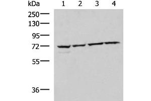 Western blot analysis of 293T Raji Jurkat HepG2 cell lysates using CBFA2T2 Polyclonal Antibody at dilution of 1:1000 (CBFA2T2 抗体)