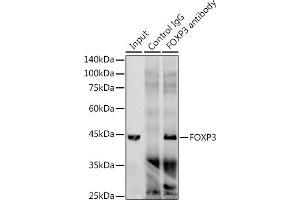 Immunoprecipitation analysis of 300 μg extracts of Jurkat cells using 3 μg FOXP3 antibody (ABIN7267248). (FOXP3 抗体)