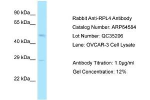 Western Blotting (WB) image for anti-Ribosomal Protein L4 (RPL4) (N-Term) antibody (ABIN2789886) (RPL4 抗体  (N-Term))