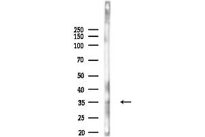 Western blot analysis of lysates from Hela cells, using OR4F6 Antibody at 1/1000 dilution.