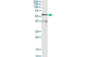 Immunoprecipitation of AHSG transfected lysate using anti-AHSG monoclonal antibody and Protein A Magnetic Bead , and immunoblotted with AHSG MaxPab rabbit polyclonal antibody. (Fetuin A 抗体  (AA 19-367))