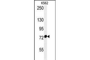 HS Antibody (Center) (ABIN654119 and ABIN2843996) western blot analysis in K562 cell line lysates (35 μg/lane). (HSPA9 抗体  (AA 273-301))