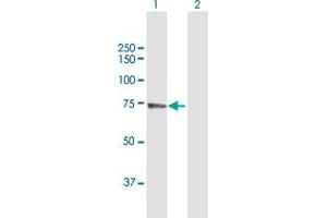 Western Blot analysis of PABPC3 expression in transfected 293T cell line by PABPC3 MaxPab polyclonal antibody. (PABPC3 抗体  (AA 1-631))