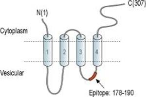 Representative domain view of the target of ABIN7043791. (Synaptophysin 抗体  (Intravesicular Loop))