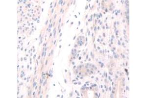 IHC-P analysis of Mouse Tissue, with DAB staining. (OGN 抗体  (AA 180-298))