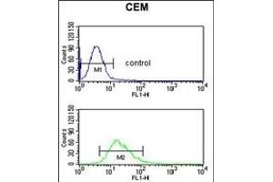 DMC1 Antibody (N-term) (ABIN653277 and ABIN2842793) flow cytometric analysis of CEM cells (bottom histogram) compared to a negative control cell (top histogram). (DMC1 抗体  (N-Term))