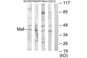 Western blot analysis of extracts from HuvEc cells, HepG2 cells, HeLa cells and COLO205 cells, using MAF antibody. (MAF 抗体  (C-Term))