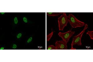 ICC/IF Image PUF60 antibody detects PUF60 protein at nucleus by immunofluorescent analysis. (PUF60 抗体)