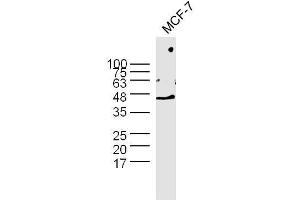 MCF-7 cell lysates probed with Rabbit Anti-GAPDH Polyclonal Antibody  at 1:300 overnight at 4˚C. (GAPDH 抗体  (AA 101-200))