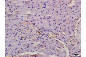 Formalin-fixed and paraffin embedded rat placenta tissue labeled Anti-ED-1 Polyclonal Antibody, Unconjugated (ABIN738381) at 1:200, followed by conjugation to the secondary antibody and DAB staining (Ectodysplasin A 抗体  (AA 131-230))