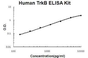 ELISA image for Neurotrophic Tyrosine Kinase, Receptor, Type 2 (NTRK2) ELISA Kit (ABIN5510593)