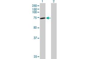 Western Blot analysis of GNE expression in transfected 293T cell line by GNE MaxPab polyclonal antibody. (GNE 抗体  (AA 1-722))