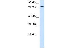 HAL antibody used at 1. (HAL 抗体  (C-Term))