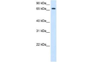 HAL antibody used at 1.