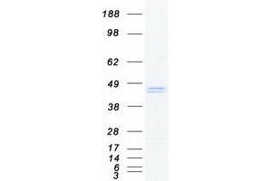 Western Blotting (WB) image for C-Type Lectin Domain Family 4, Member M (CLEC4M) (Transcript Variant 1) protein (Myc-DYKDDDDK Tag) (ABIN2713616)