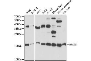 Western blot analysis of extracts of various cell lines, using RPS25 antibody. (RPS25 抗体)