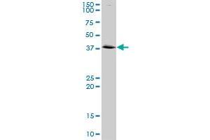 Western Blotting (WB) image for anti-Annexin A2 (ANXA2) (AA 1-357) antibody (ABIN513355)