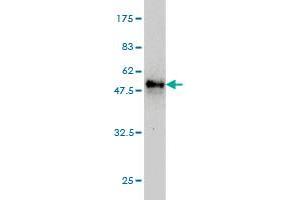 Western Blot detection against Immunogen (52. (MS4A7 抗体  (AA 1-240))