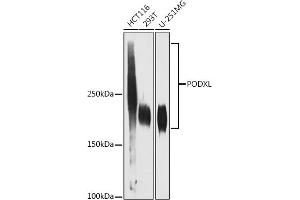 Western blot analysis of extracts of various cell lines, using PODXL antibody (ABIN1678504, ABIN3019044, ABIN3019045 and ABIN7101705) at 1:1000 dilution. (PODXL 抗体)