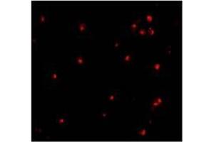 AP20056PU-N ATG7 antibody staining of L1210 cells by Immunofluoresecnce at 10 μg/ml. (ATG7 抗体  (N-Term))