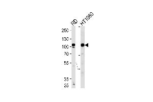 Western blot analysis of lysates from RD,HT1080 cell line (from left to right),using ATP2A1 Antibody . (ATP2A1/SERCA1 抗体  (C-Term))