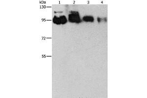 Western Blot analysis of Hela, PC3, 231 and 293T cell using EPS15L1 Polyclonal Antibody at dilution of 1:350 (EPS15L1 抗体)