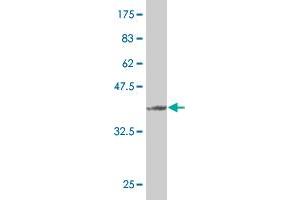Western Blot detection against Immunogen (37 KDa) . (FUNDC2 抗体  (AA 1-100))