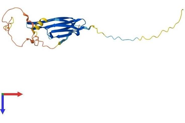 HSP27 Protein (AA 1-209) (His tag)