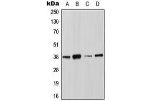 Western blot analysis of Annexin A2 (pS26) expression in MCF7 (A), HCT116 (B), HeLa (C), NIH3T3 (D) whole cell lysates. (Annexin A2 抗体  (N-Term, pSer26))