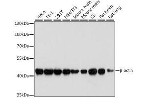 Western Blotting (WB) image for anti-Actin, beta (ACTB) antibody (ABIN3020544)