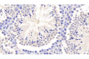Detection of a1BG in Mouse Testis Tissue using Polyclonal Antibody to Alpha-1-B-Glycoprotein (a1BG) (A1BG 抗体  (AA 313-512))