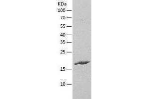 Western Blotting (WB) image for DCTP Pyrophosphatase 1 (DCTPP1) (AA 1-170) protein (His tag) (ABIN7122602) (DCTPP1 Protein (AA 1-170) (His tag))