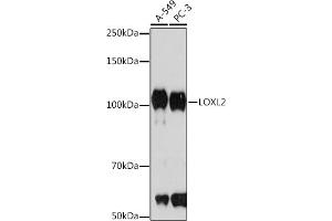 Western blot analysis of extracts of various cell lines, using LOXL2 Rabbit mAb (ABIN7268348) at 1:1000 dilution. (LOXL2 抗体)