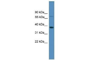 Western Blot showing OR1S1 antibody used at a concentration of 1. (OR1S1 抗体  (C-Term))