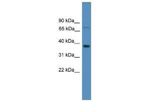 Western Blotting (WB) image for anti-Olfactory Receptor, Family 1, Subfamily S, Member 1 (OR1S1) (C-Term) antibody (ABIN929311)