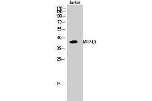 Western Blotting (WB) image for anti-Mitochondrial Ribosomal Protein L38 (MRPL38) (Internal Region) antibody (ABIN3176105) (MRPL38 抗体  (Internal Region))