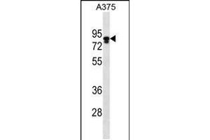 Western blot analysis in A375 cell line lysates (35ug/lane). (Melanophilin 抗体  (C-Term))