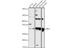Western Blotting (WB) image for anti-Ribosomal Protein L5 (RPL5) (AA 1-95) antibody (ABIN3015786)