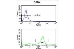 TSN2 Antibody (Center) (ABIN653269 and ABIN2842786) flow cytometry analysis of K562 cells (bottom histogram) comred to a negative control cell (top histogram). (Tetraspanin 2 抗体  (AA 109-137))