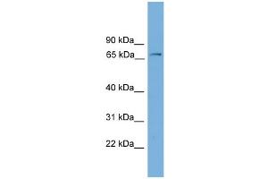 WB Suggested Anti-Fbxw7 Antibody Titration:  0. (FBXW7 抗体  (Middle Region))